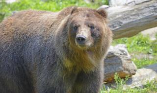 熊割了熊掌会死吗